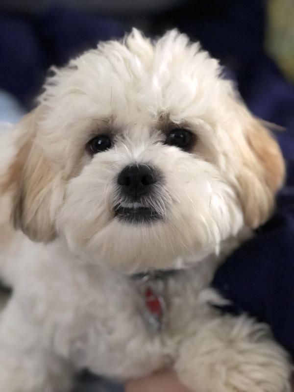 /Images/uploads/Humane Society of Lackawanna County/LoveYourPet/entries/9643thumb.jpg